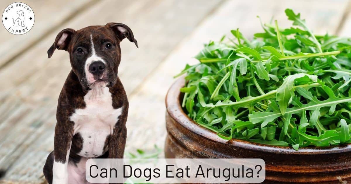 Is Salad Ok For Dogs