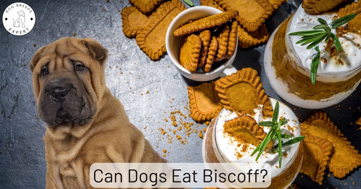 Can Dogs Have Biscoff Cookies  