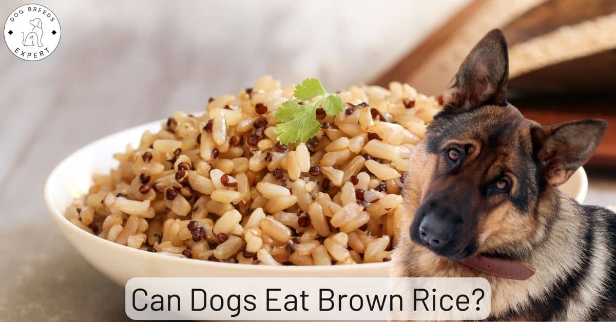 Can Dogs Eat Brown Rice? A Complete Guide