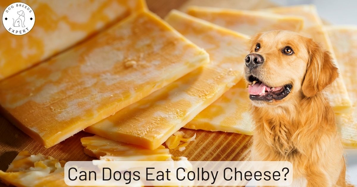 Can Dogs Eat Colby Cheese?