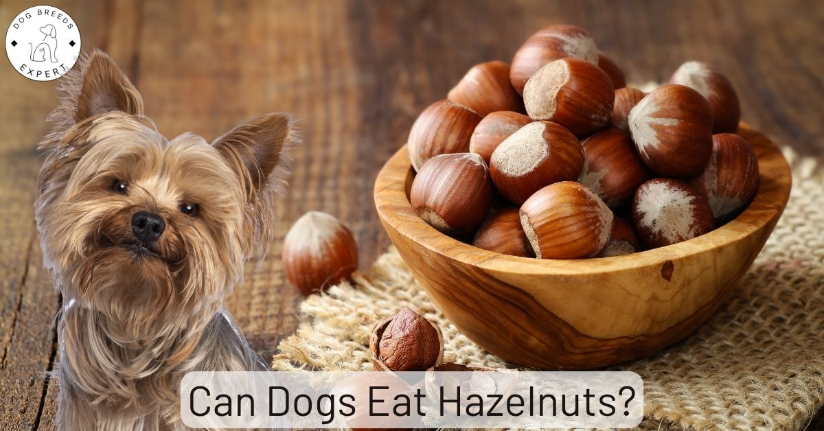 Can Dogs Eat Hazelnuts? [Two Sides to the Hazelnut Coin]