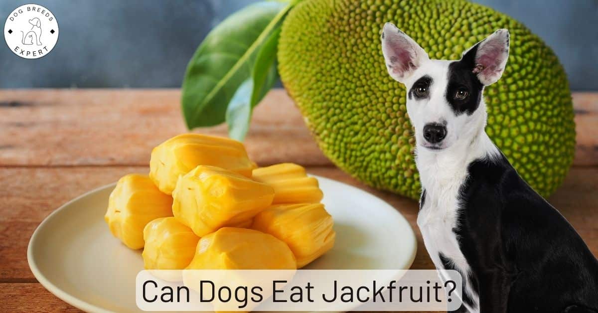 Can Dogs Eat Jackfruit? Let's Deep Dive