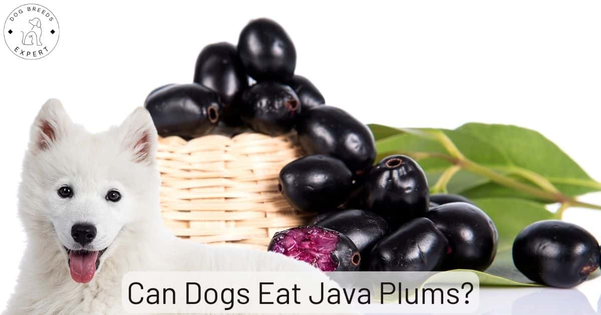 Can Dogs Eat Java Plums? Here’s What You Should Know
