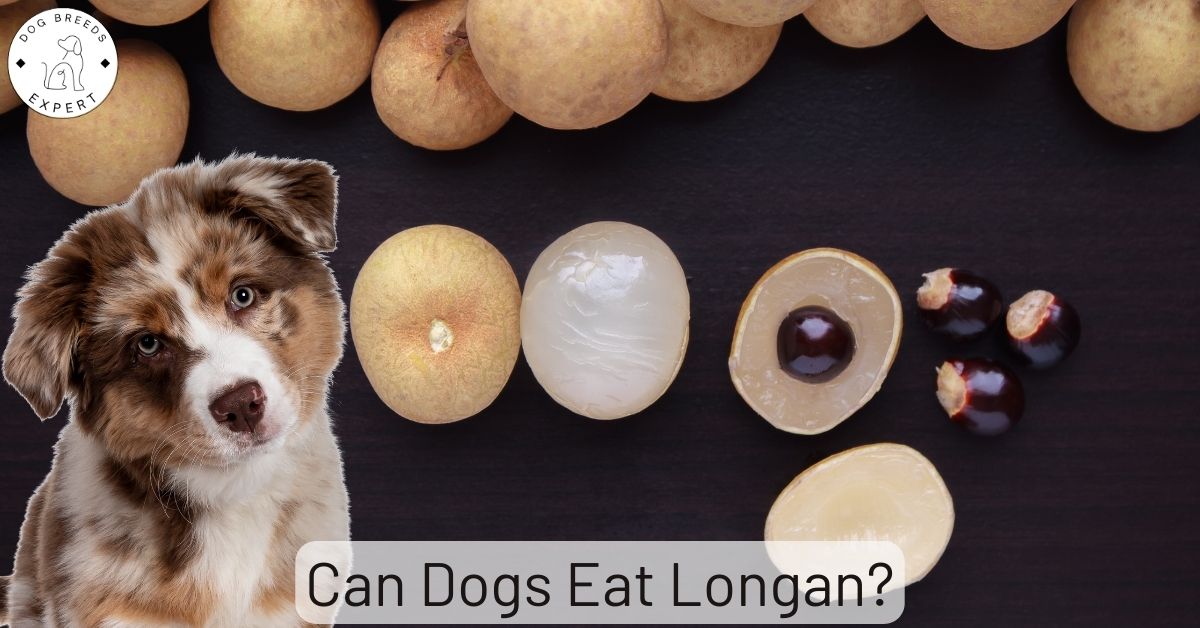 Can Dogs Eat Longan?