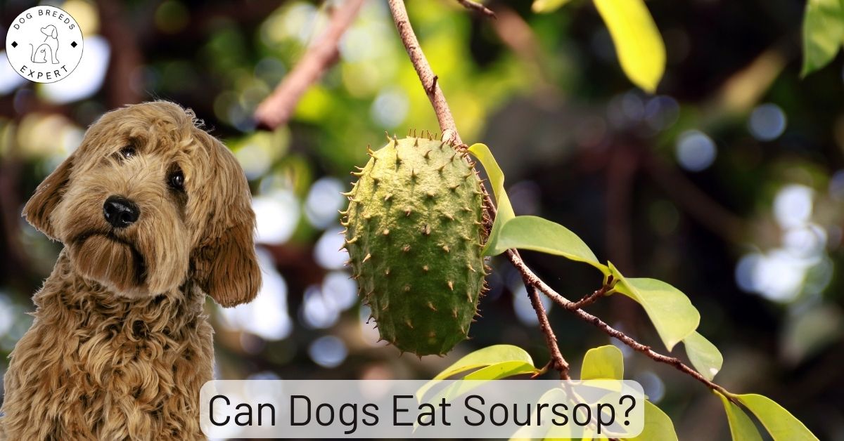 Can Dogs Eat Soursop?