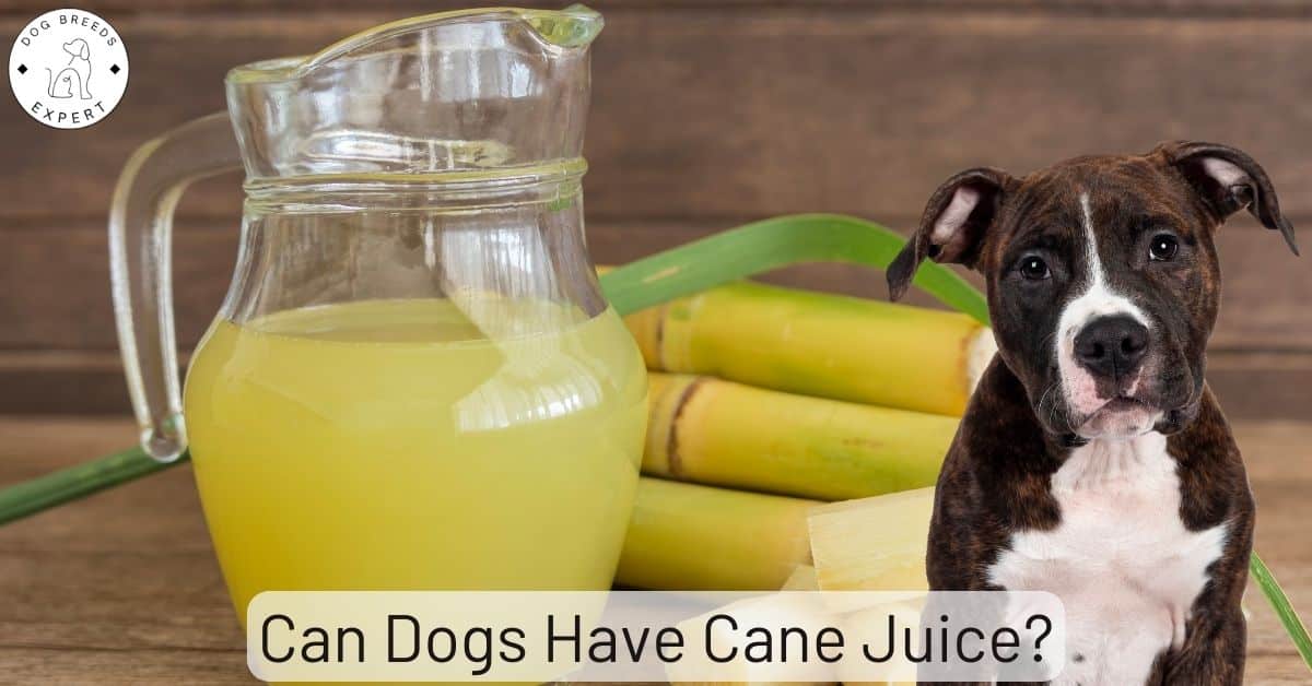 Can Dogs Have Cane Juice? Is It Really Bad For Them?