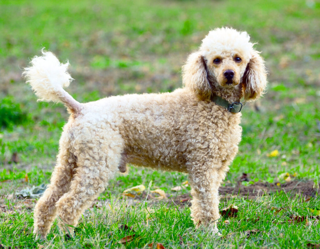 Cute Poodle dog walking in Brisbane