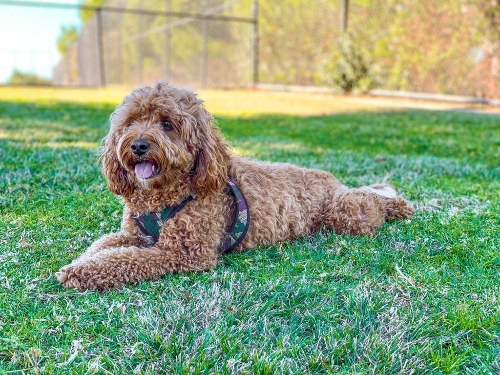Cavapoo dog in the park in Alberta