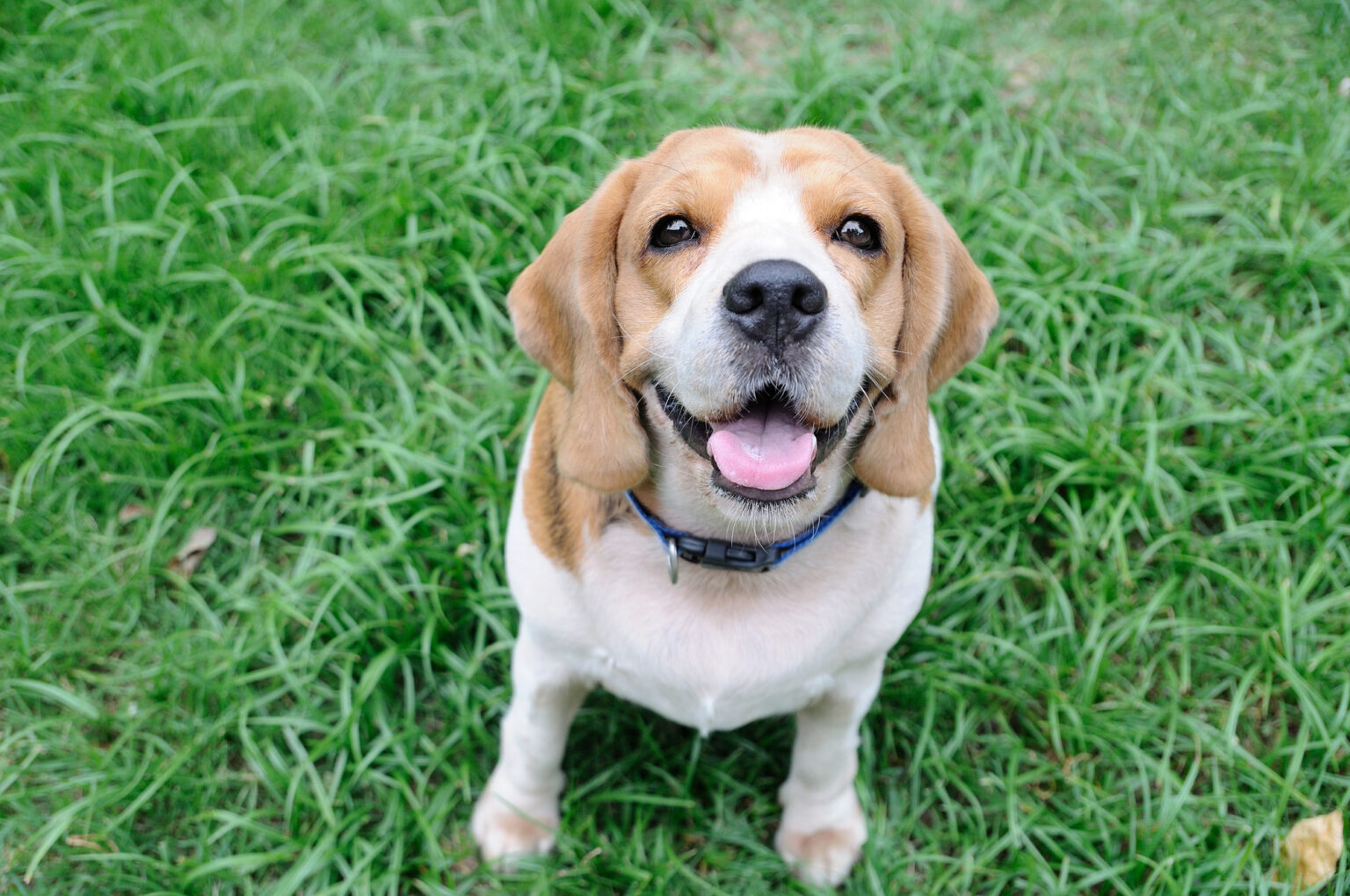 Beagle Breeders in Sydney List Of Local Breeders