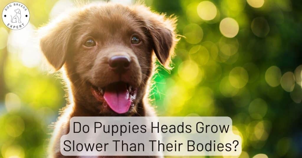 Do Puppies Heads Grow Slower Than Their Bodies