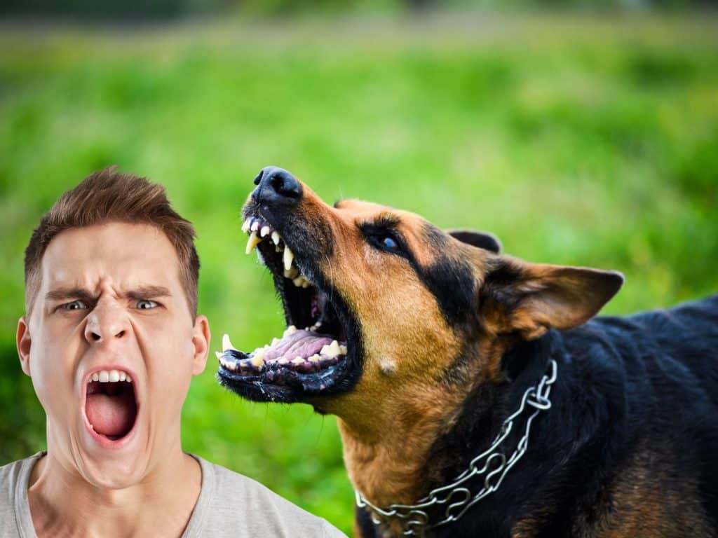 Why is my dog growling and barking at my husband?