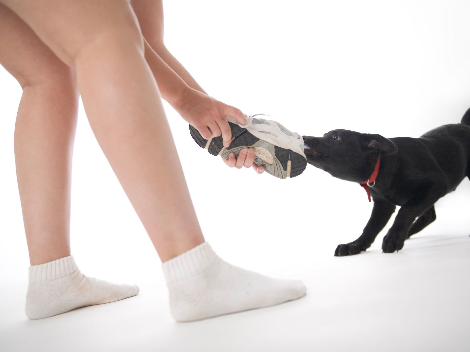 Why Does My Dog Only Chew My Wife's Shoes? [Solutions]