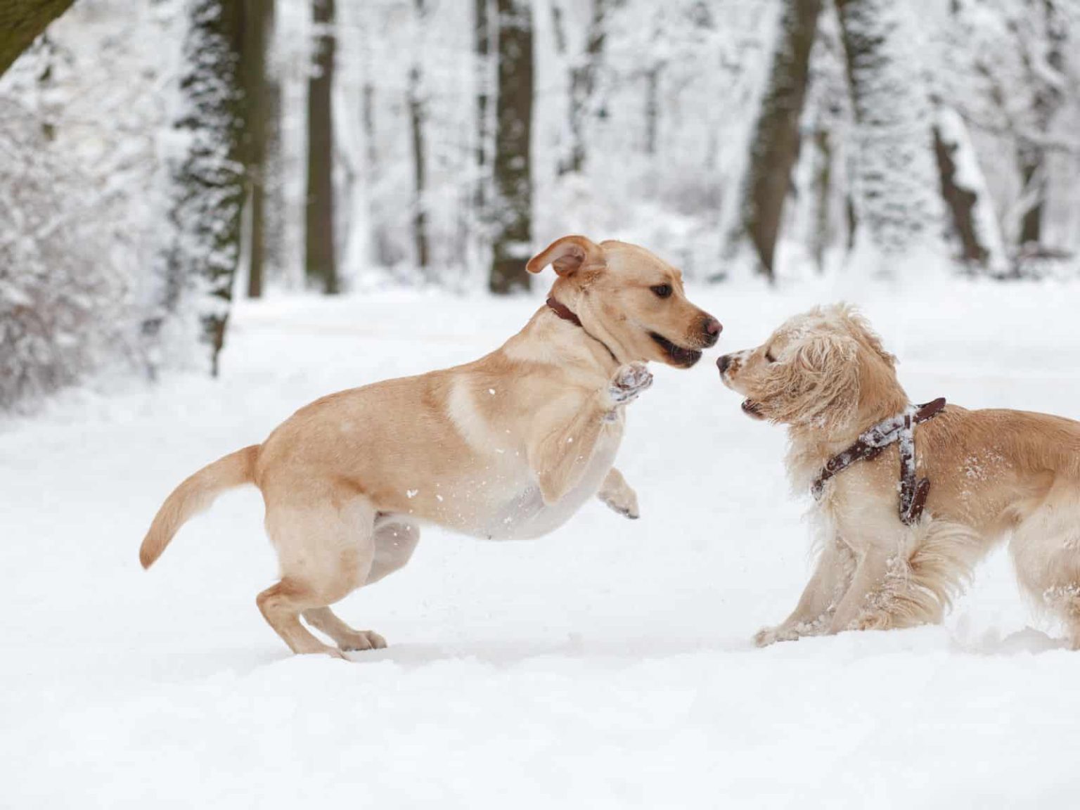 Why Do Dogs Bite Other Dogs' Legs? [5 Reasons & Solution]