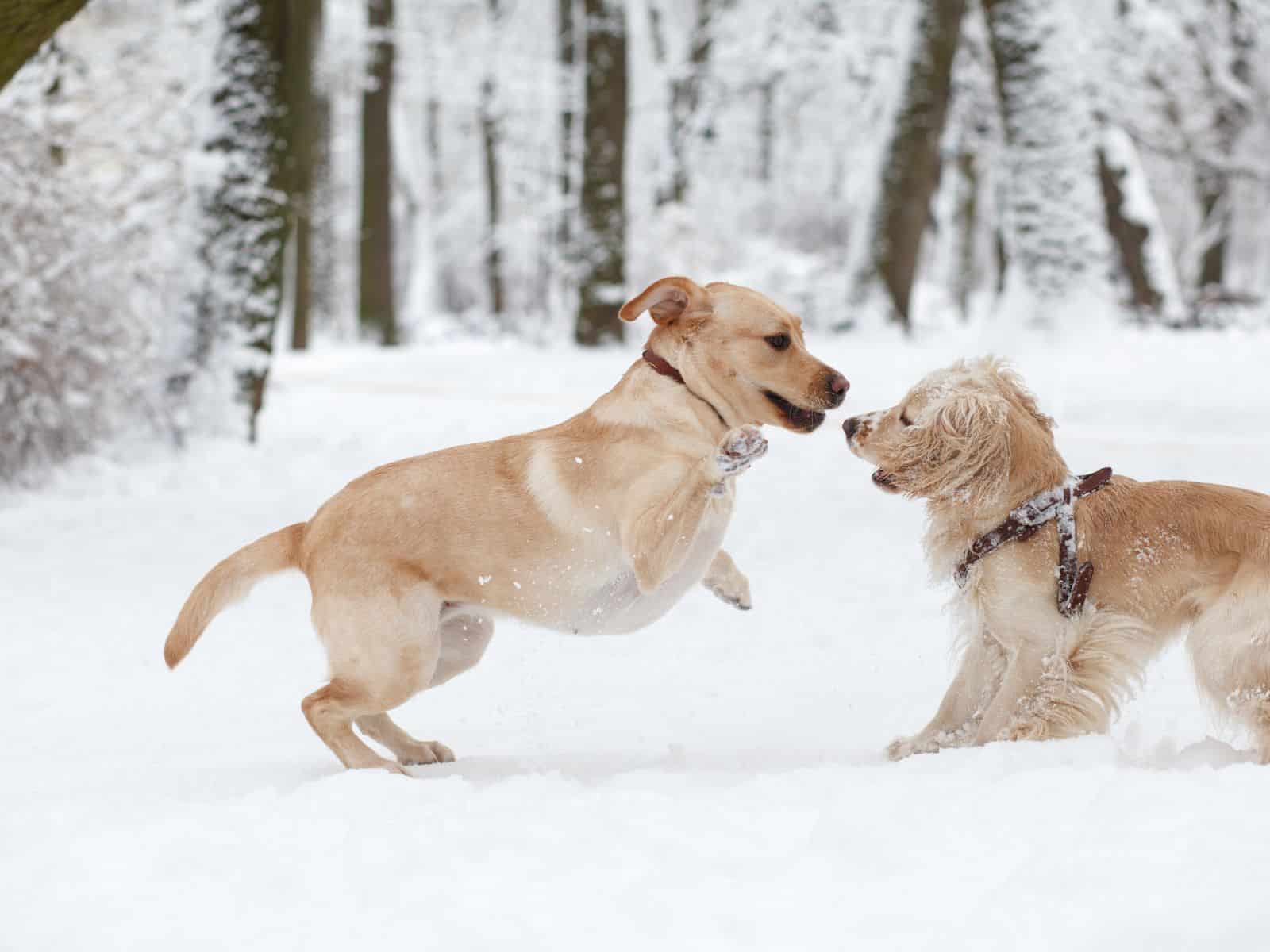 Why Do Dogs Bite Other Dogs' Legs? [5 Reasons & Solution]