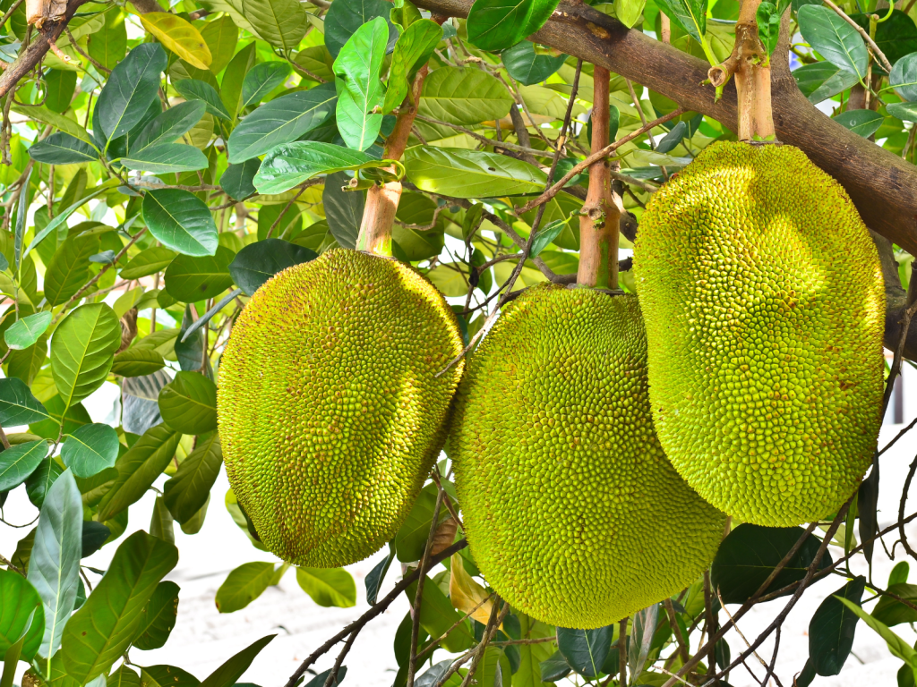 Jackfruit on Tree