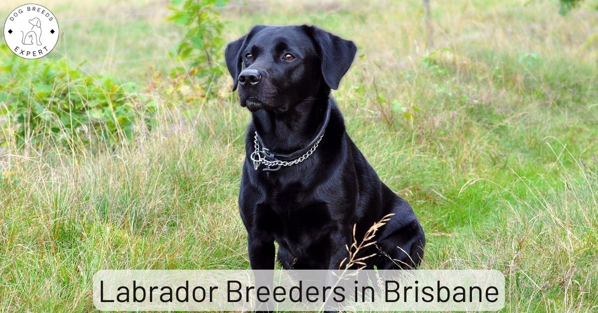 Labrador Breeders in Brisbane List Of 2 Local Breeders