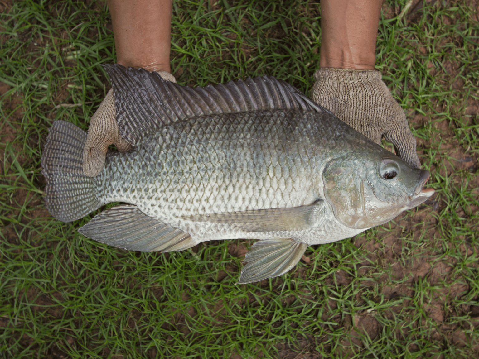 Can Dogs Eat Tilapia? Is It Safe?
