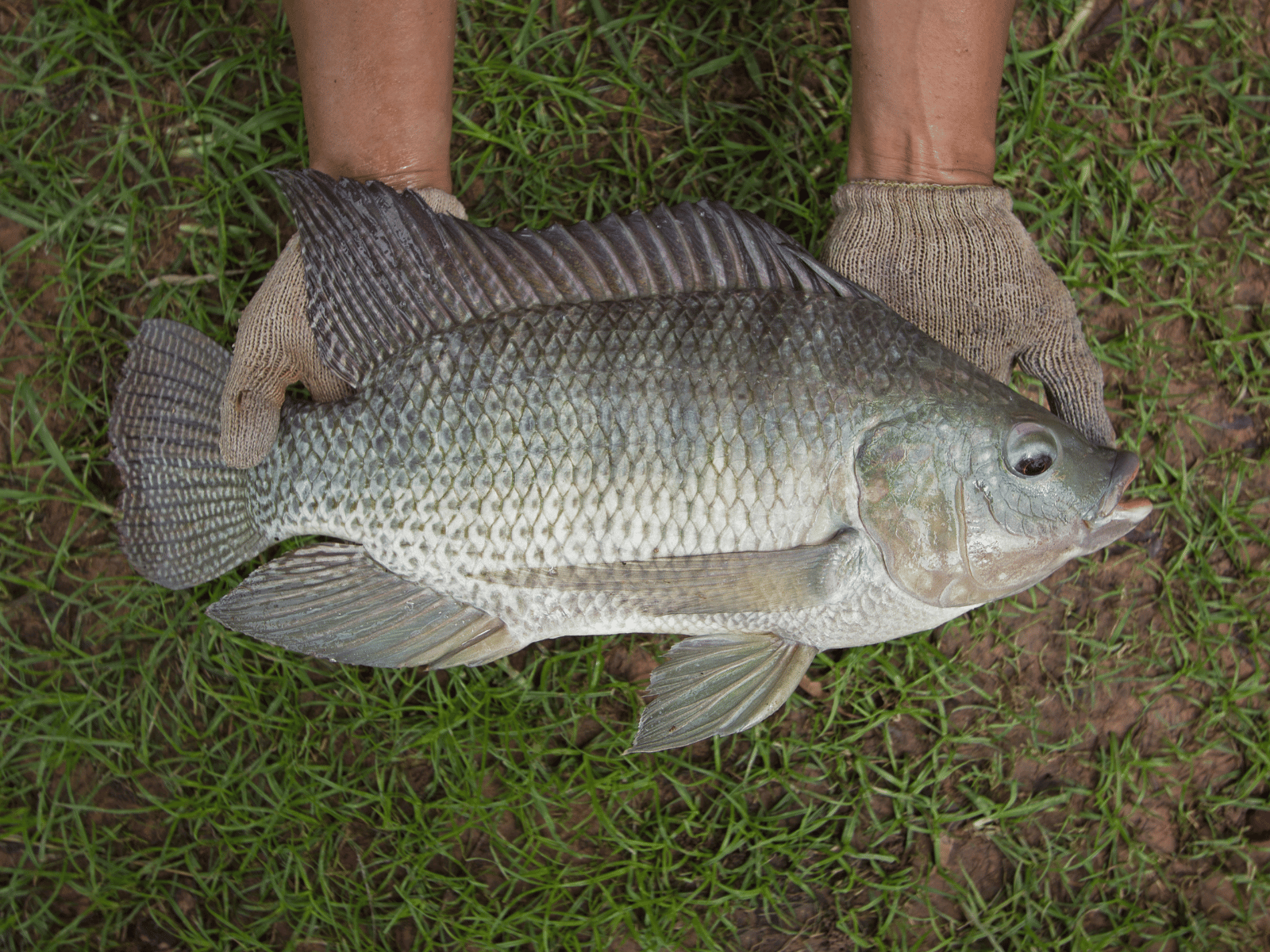 Can Dogs Eat Tilapia? Is It Safe?