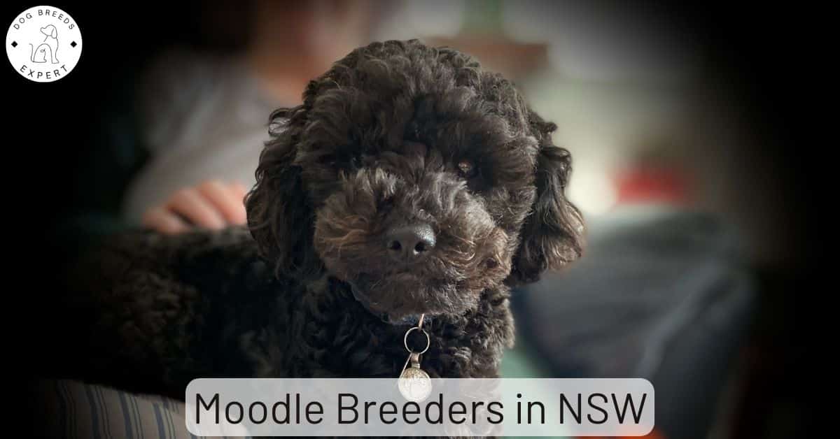 Moodle Breeders in New South Wales (NSW) [2024] List Of 2 Local Breeders