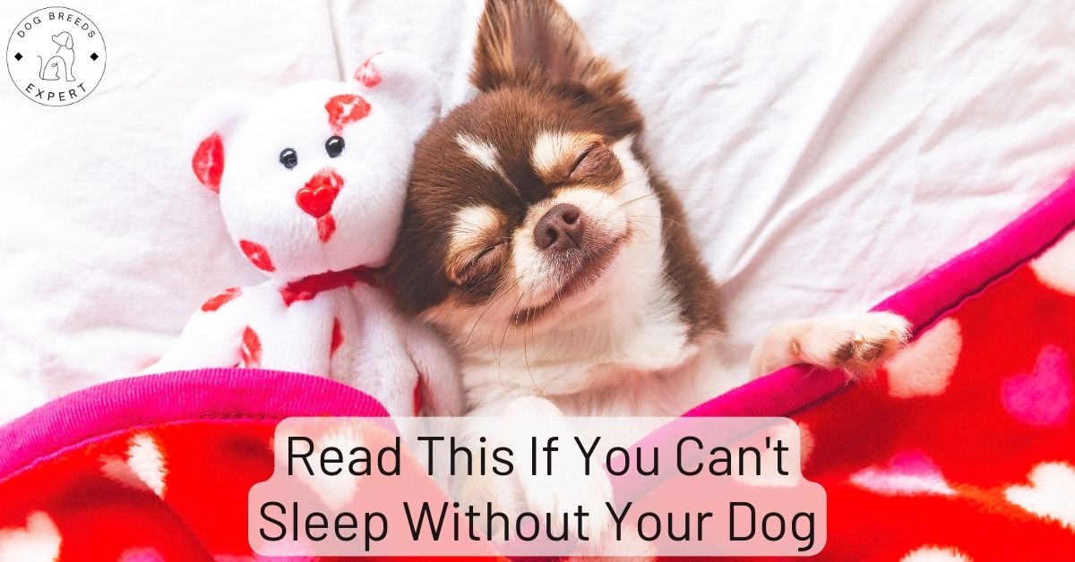 Read This If You Can't Sleep Without Your Dog [5 Tips]