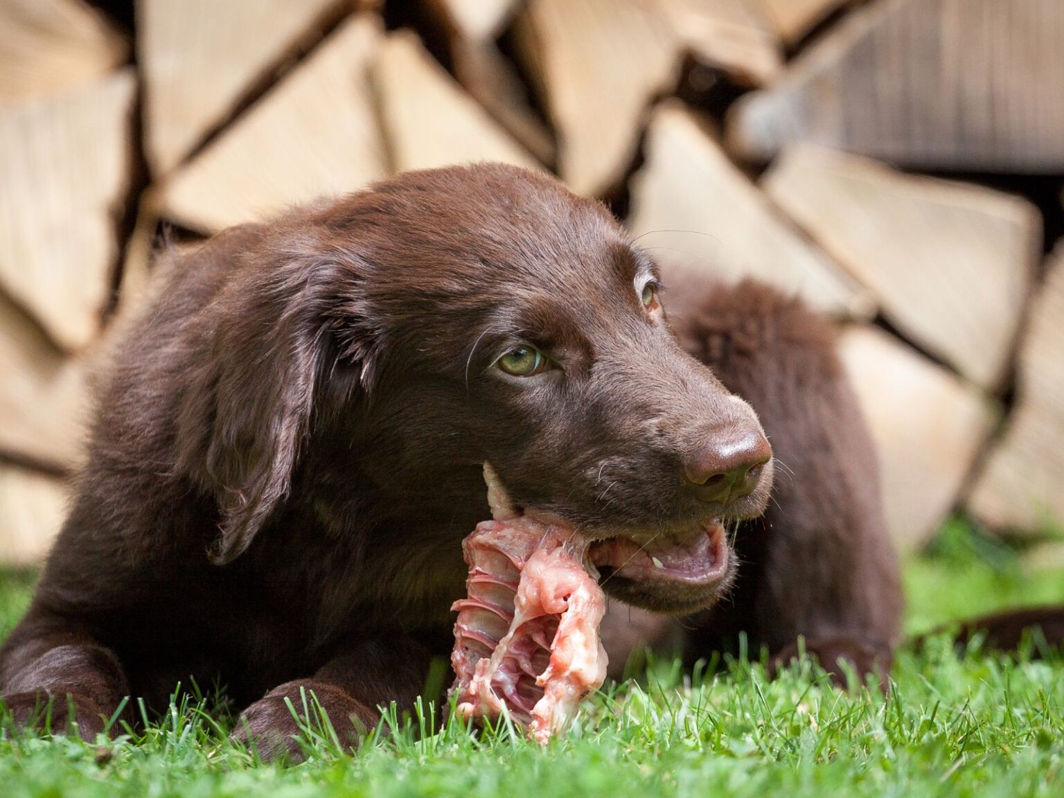 Can Dogs Eat Chicken Carcass? [Difference Between Raw and Cooked]