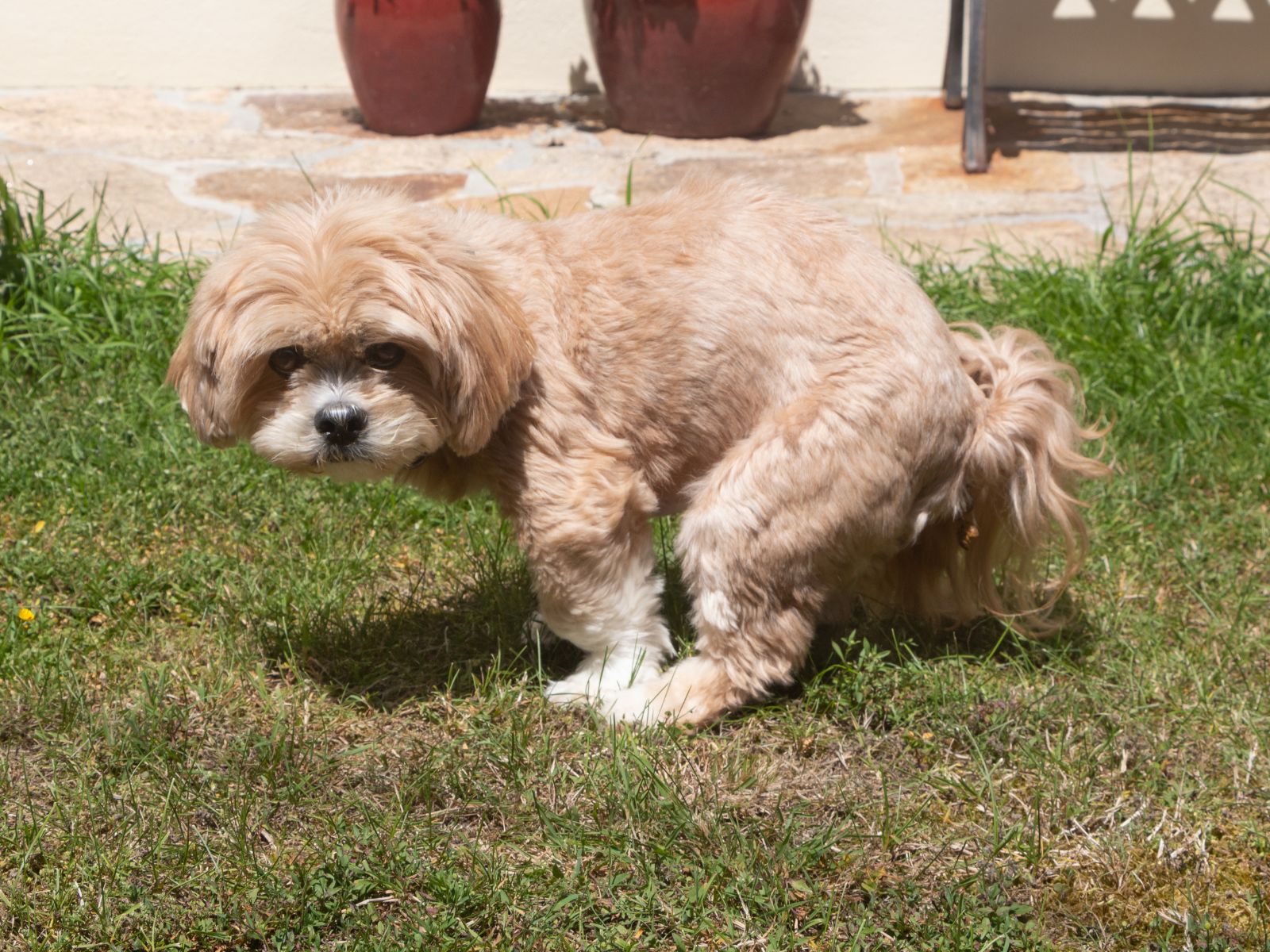 Dog Keeps Pooping on the Couch [11 Reasons + 9 Tips]