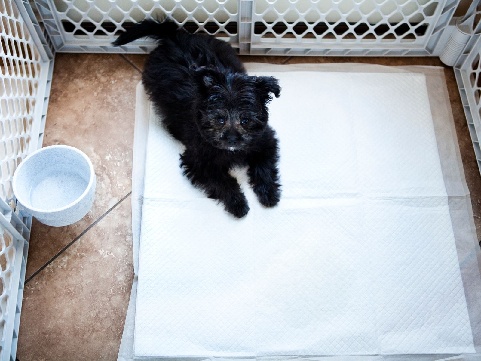 When Should A Puppy Stop Using A Playpen? Guide]