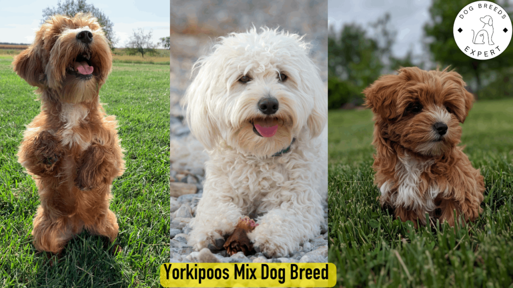 Yorkipoo Dog Breed