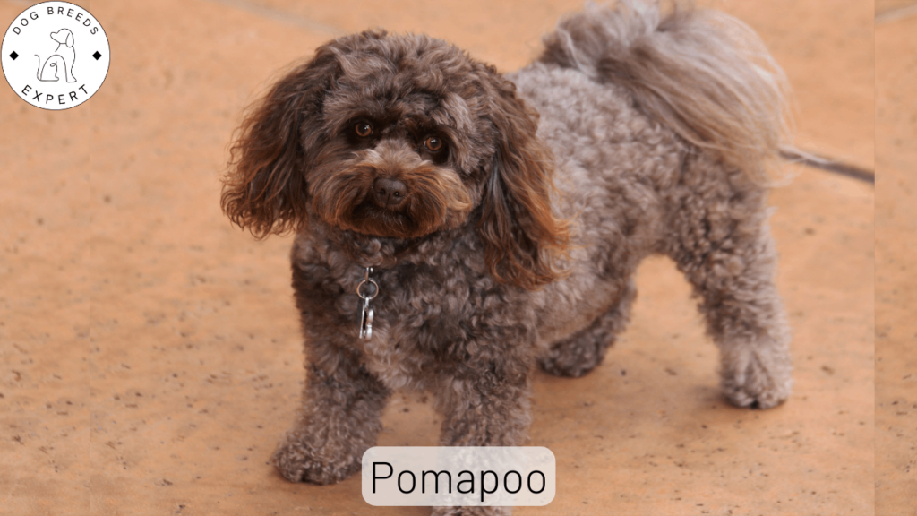 Pomapoo Dog Breed