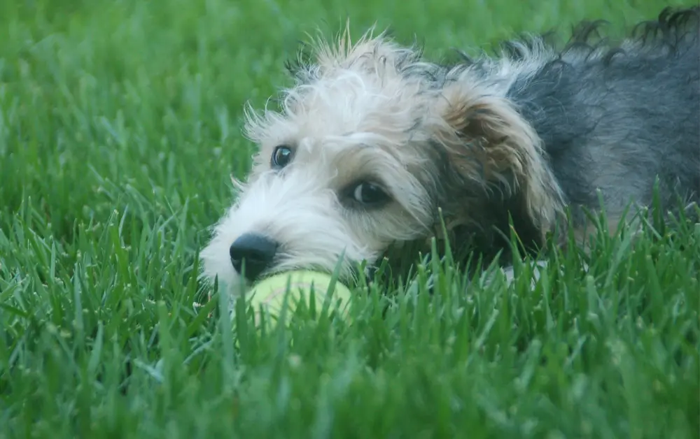 Schnoodle