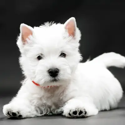 West Highland White Terrier