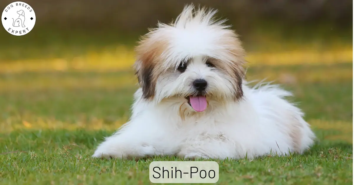 ShihPoo Breed Guide Facts, Traits and Requirements