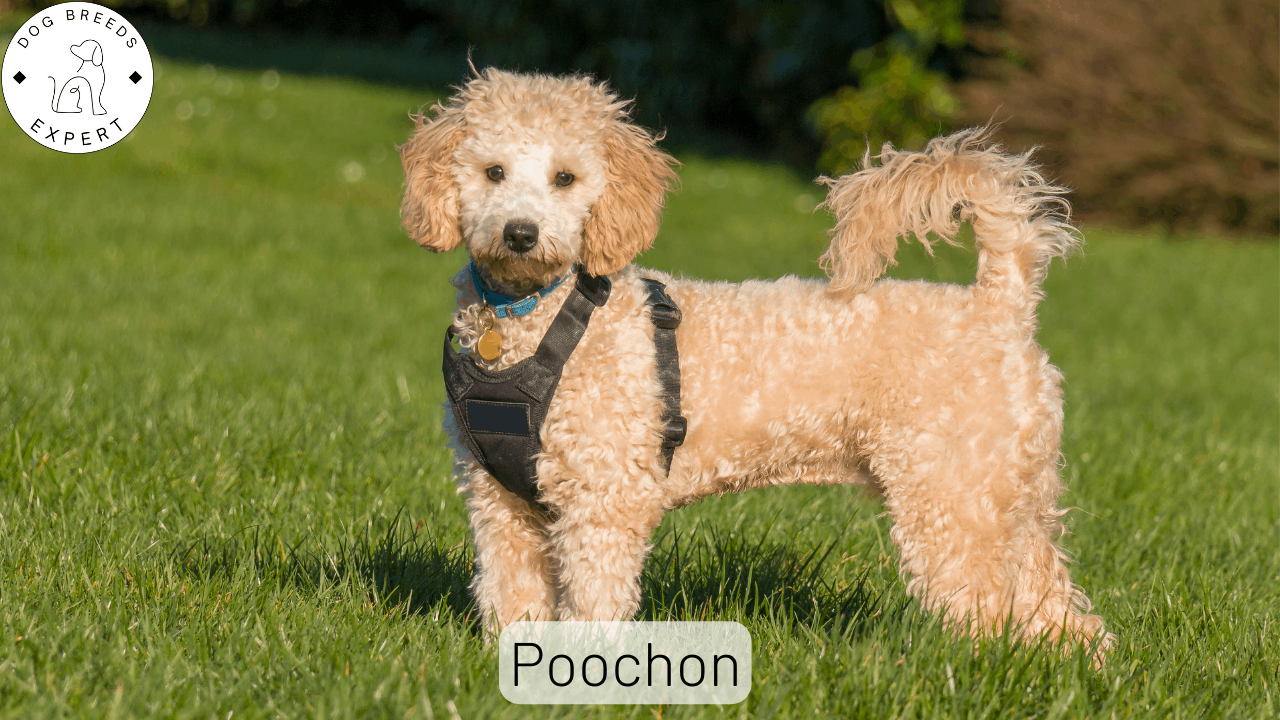 Poochon Mixed Dog Breed Guide: Characteristics & Facts