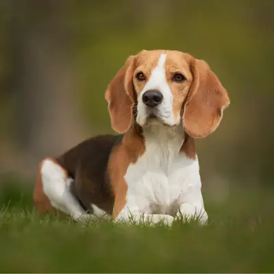 Beagle