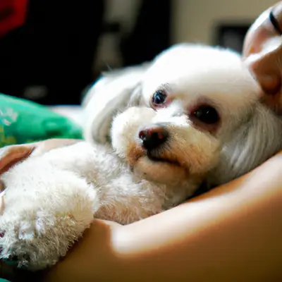 Pomapoo