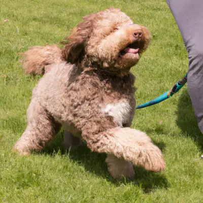 Bordoodle