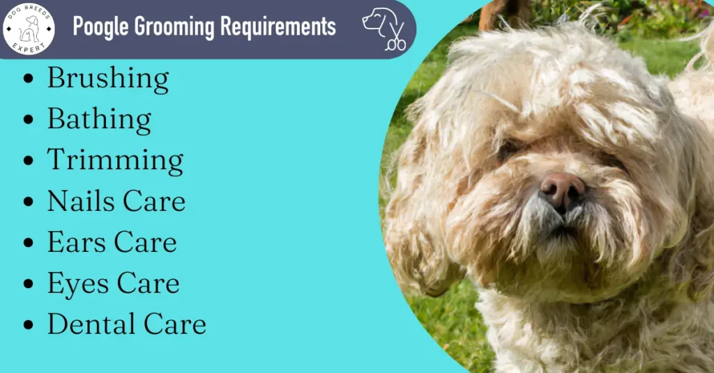 poogle grooming requirements