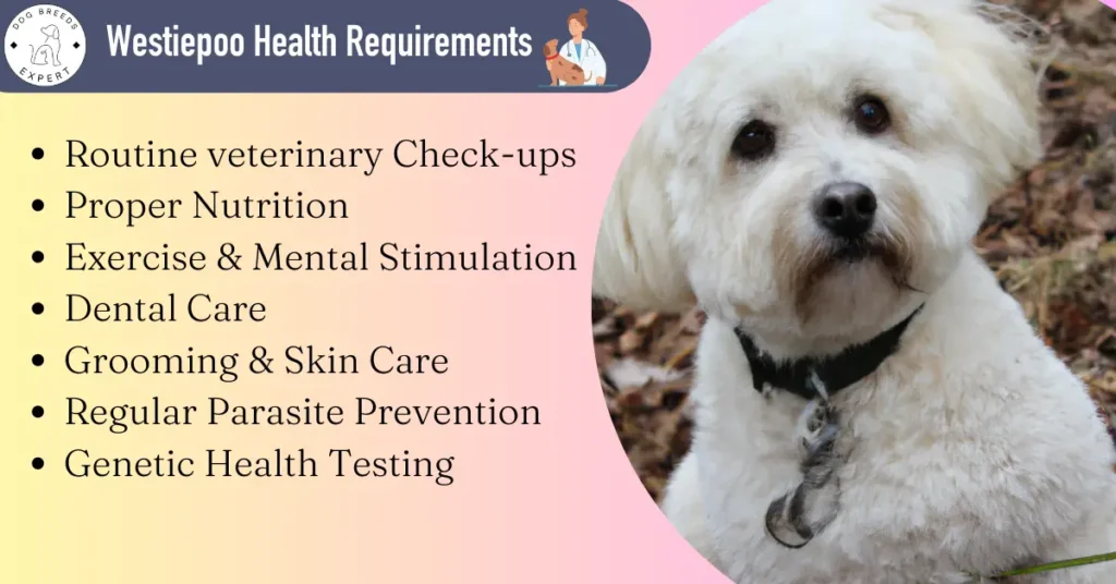 Westiepoo health requirements
