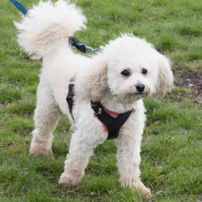 Pomapoo