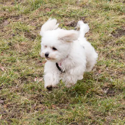 Pomapoo