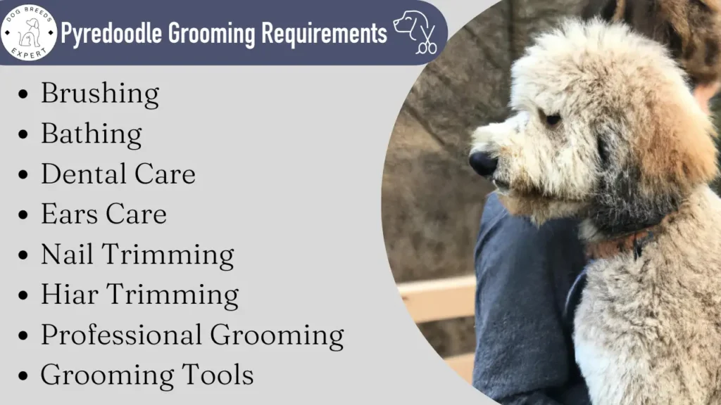 Pyredoodle grooming requirements. 