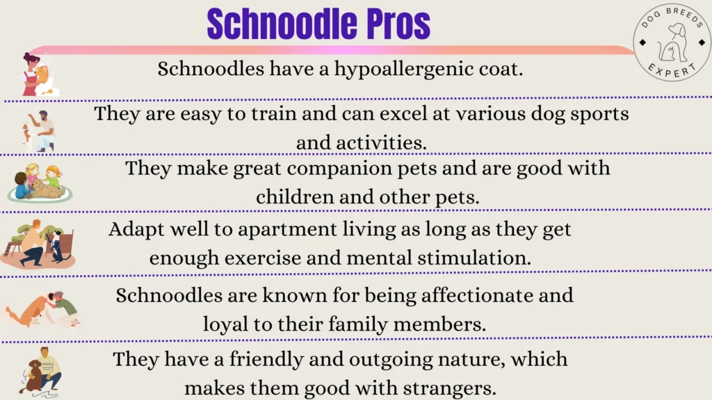 schnoodle pros