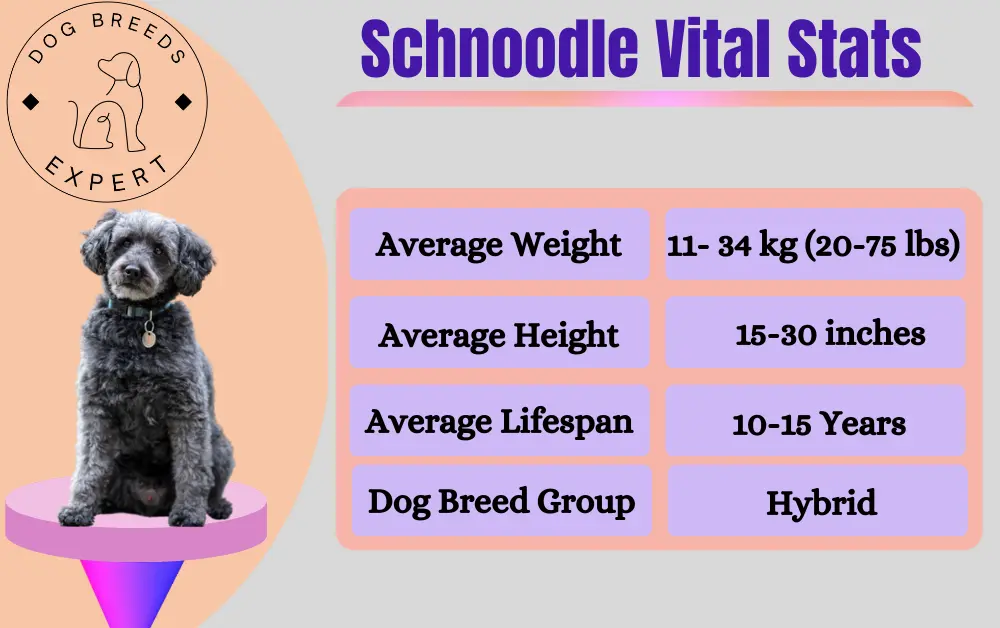Schnoodle Vital Stats