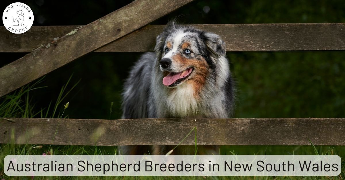 Australian Shepherd Breeders in New South Wales (NSW) List Of 3 Local Breeders