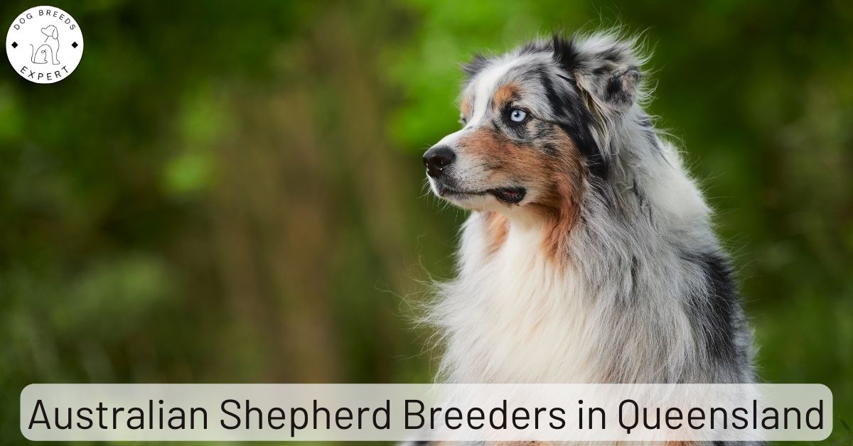 Do Australian Shepherds Have Double Dew Claws