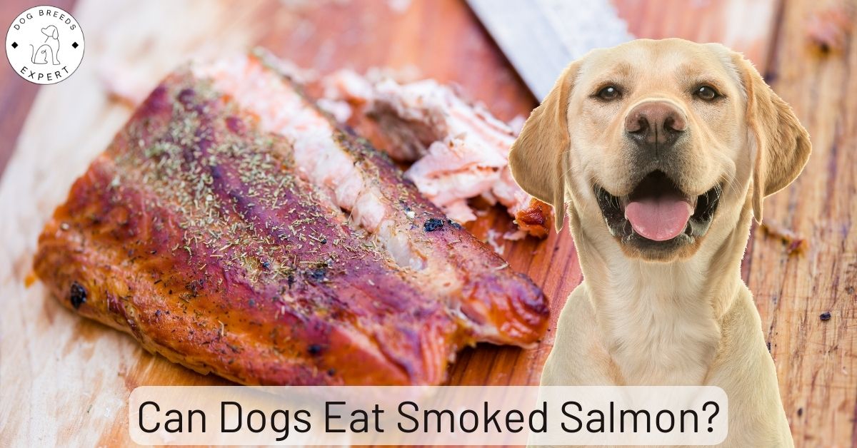 Can Dogs Eat Smoked Foods