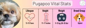Pugapoo Guide: The Perfect Blend of Pug and Poodle