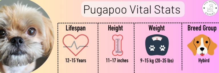 Pugapoo Guide: The Perfect Blend of Pug and Poodle