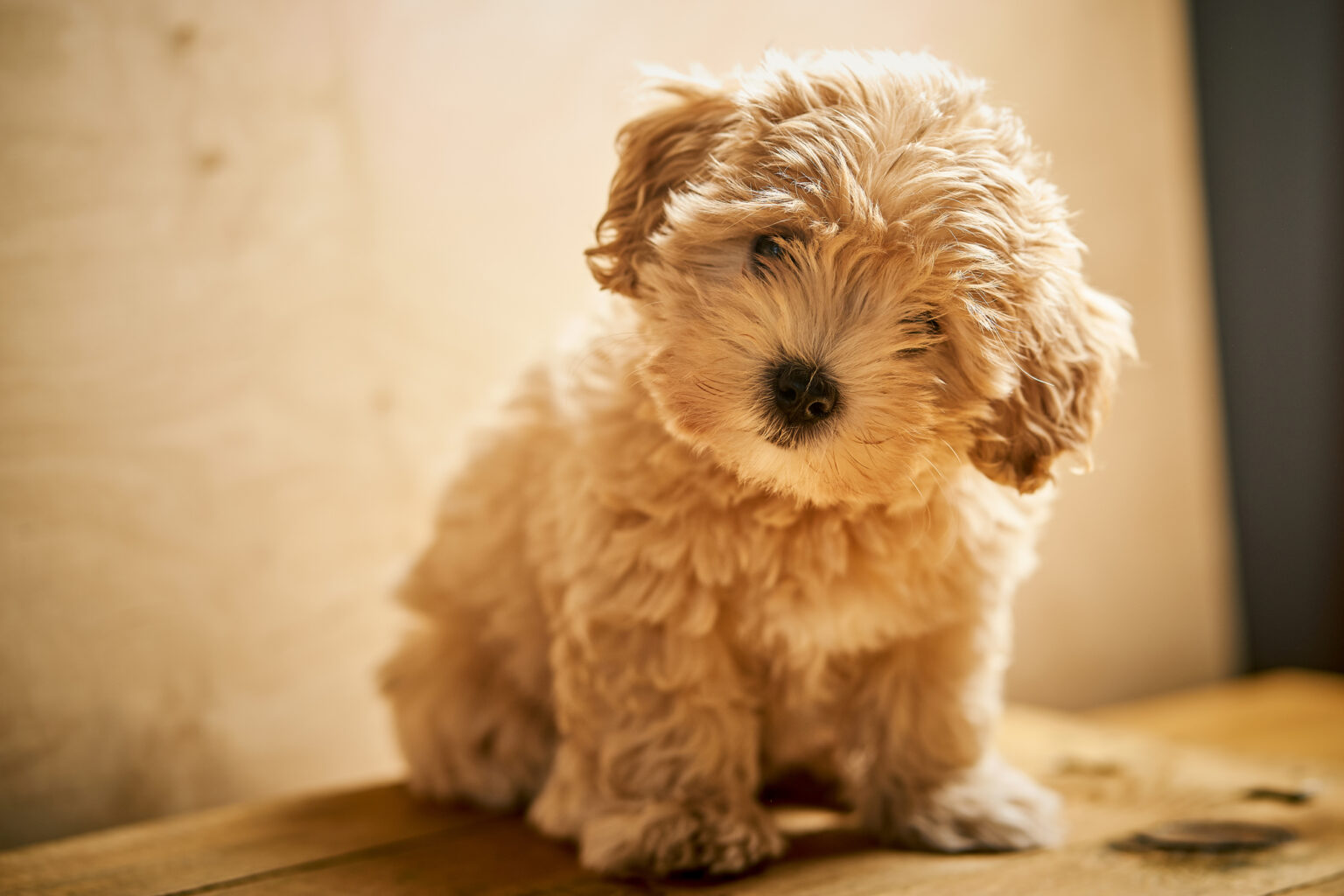 Maltipoo Breeders in Arizona List Of 8 Local Breeders
