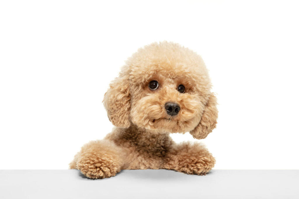 Maltipoo brown dog in Tennessee